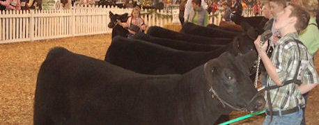 largest_single_state_cattle_show_set_another_run_1_635481821149364000.JPG
