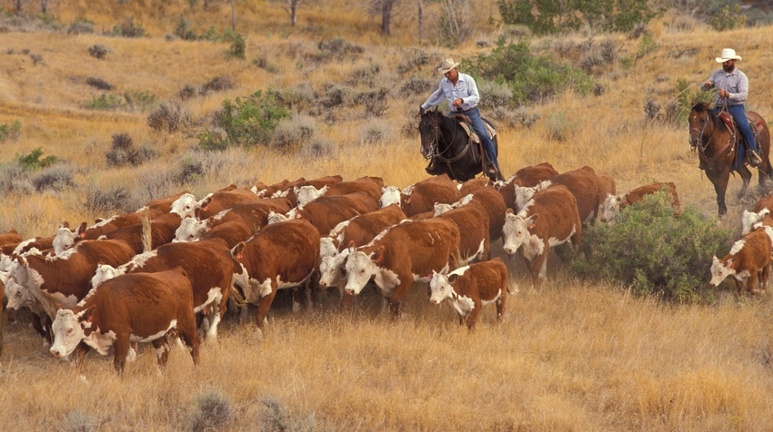 WFP-ARS-montana-cattle-drive.jpg WFP-ARS-montana-cattle-drive.jpg