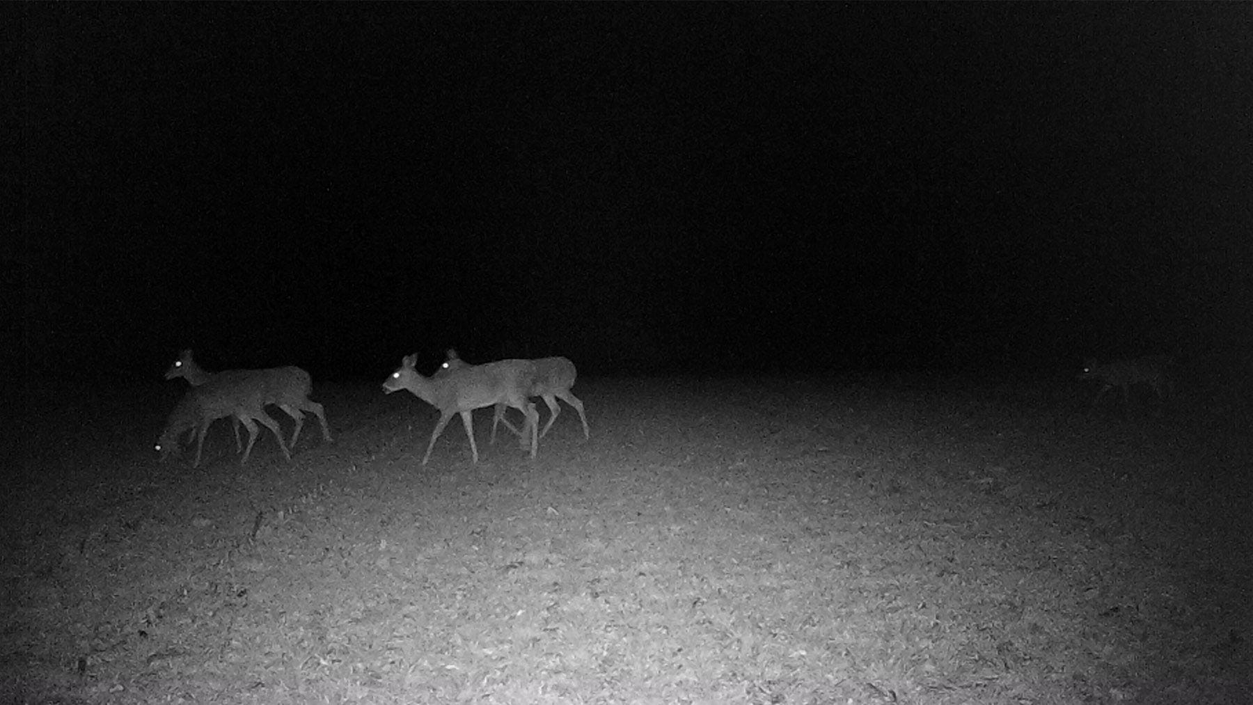 deer at night