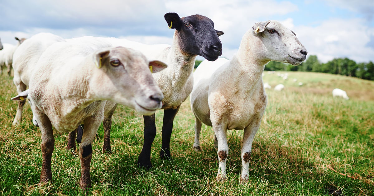 Learn how to deworm sheep in your herd