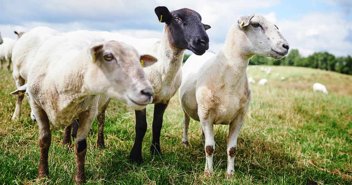 Threadworm Sheep Learn how to deworm sheep in your herd