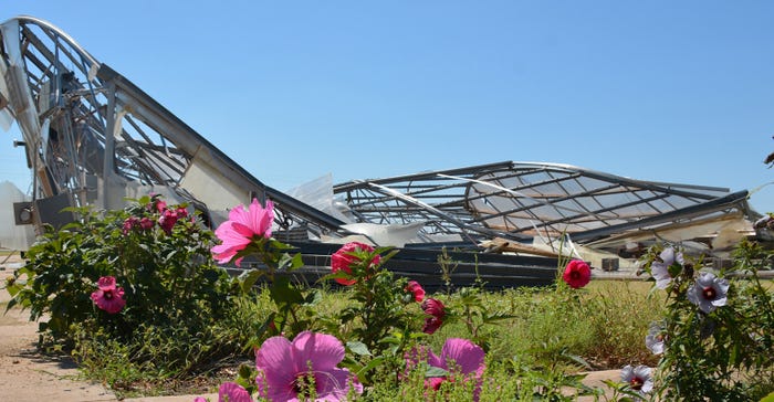 Hibiscus-bloom-beside-the-flattened-greenhouses.jpg