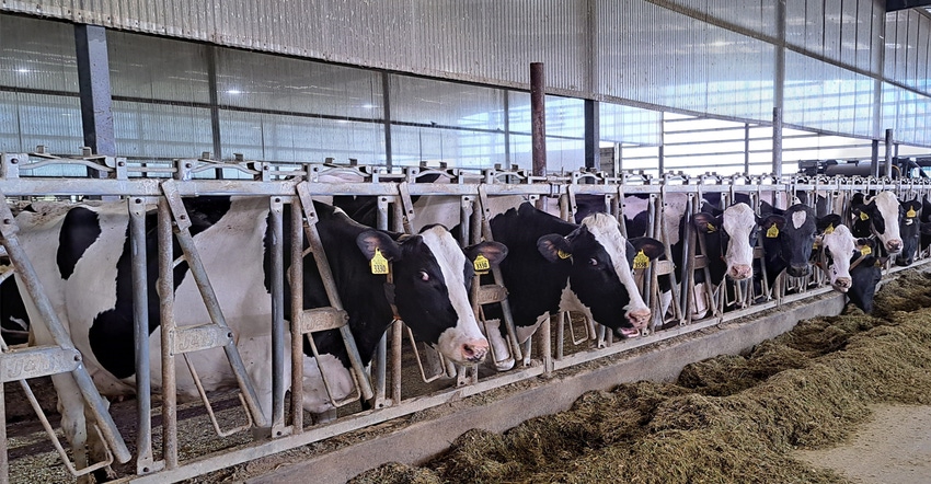 Dairy cows at feeder