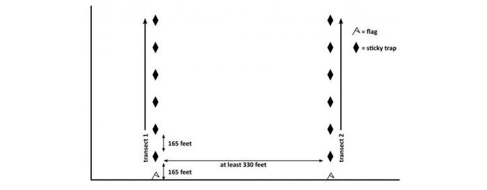 This drawing shows specific distances in how to place adult corn rootworm sticky traps in corn or soybean fields