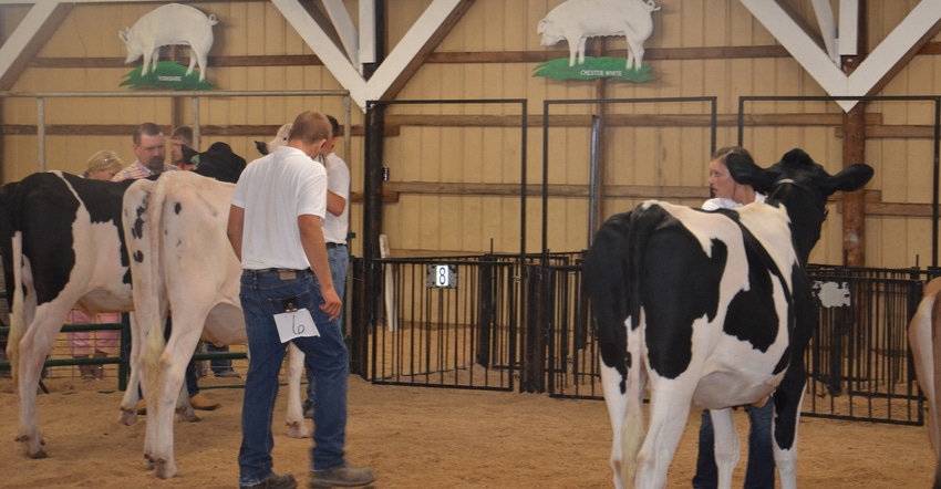 4-H dairy cattle show