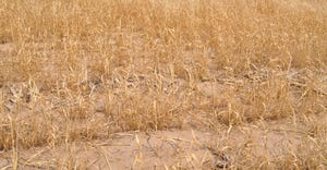 Wheat field damaged by heat and drought