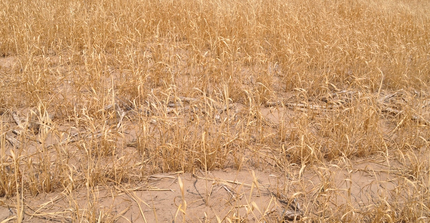 Wheat field damaged by heat and drought