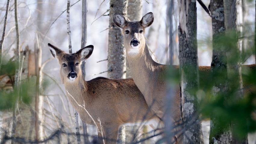 Two deer in the woods looking through the trees
