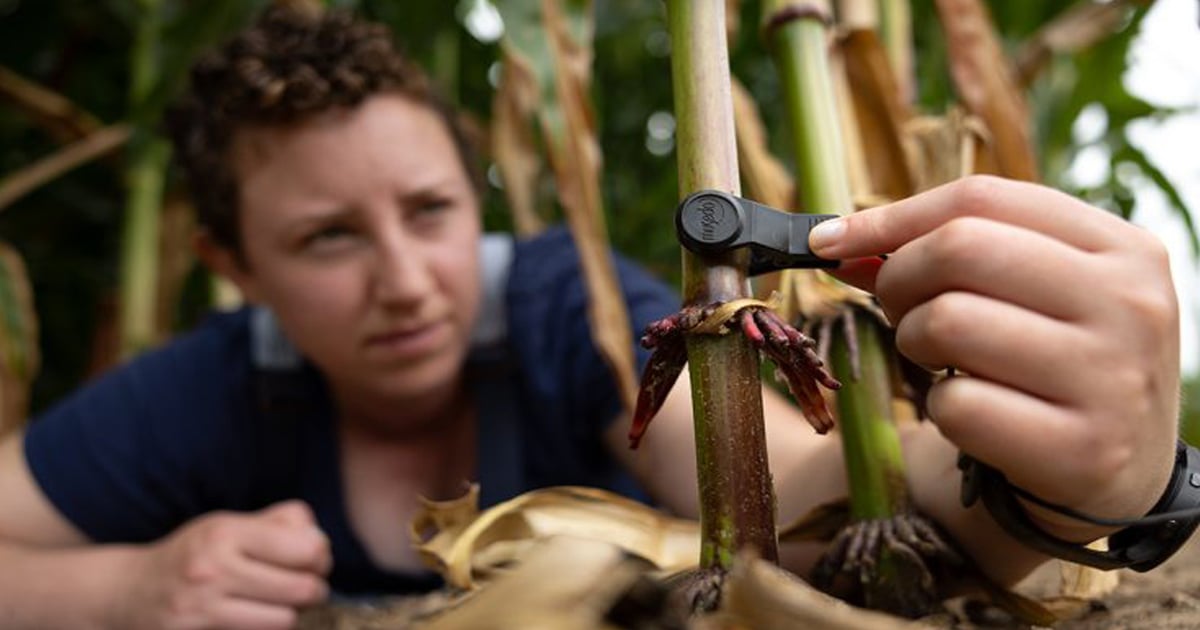 New tech listens to insects feeding on crop roots