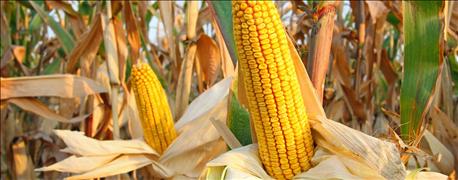 corn_crop_flat_soybeans_grow_1_636118675711072000.jpg