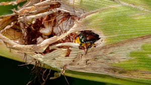 Japanese beetle feeding on corn tassels