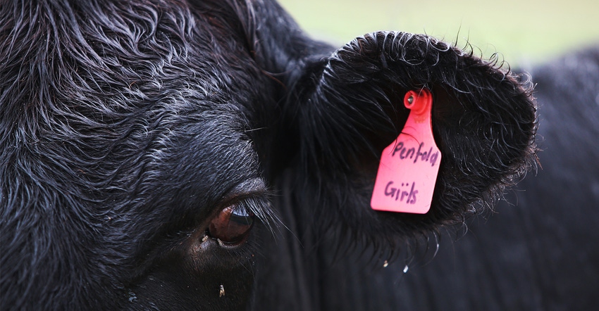 Closeup of Angus cow