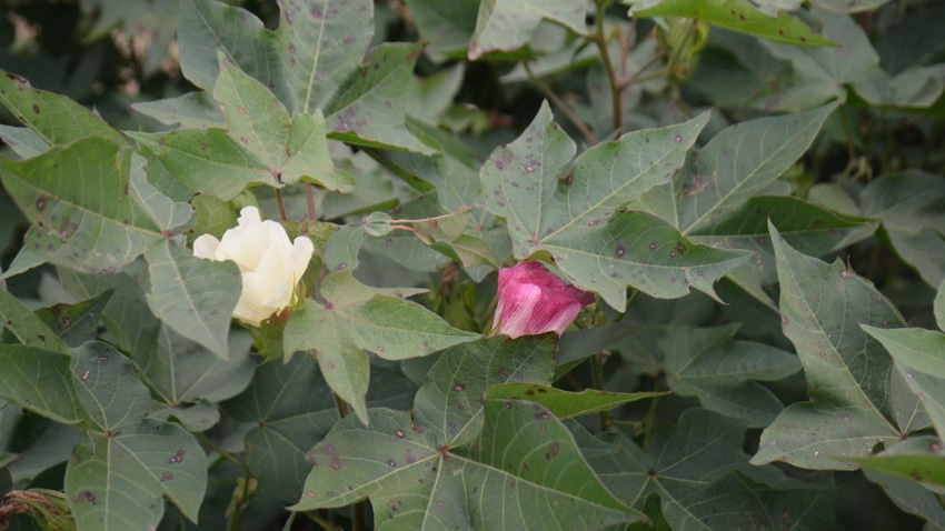 ThryvOn Thrips Cotton