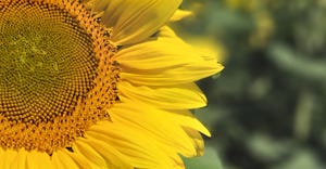 swfp-shelley-huguley-sunflowers-olson.jpg
