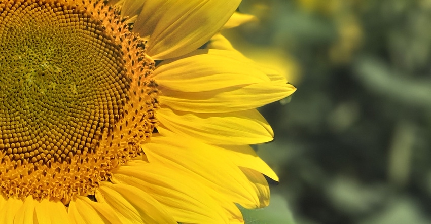swfp-shelley-huguley-sunflowers-olson.jpg swfp-shelley-huguley-sunflowers-olson.jpg