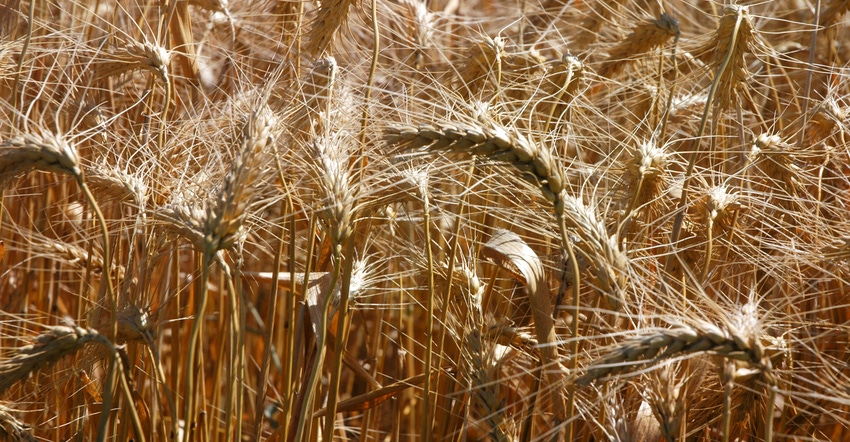 Close up of wheat ripes