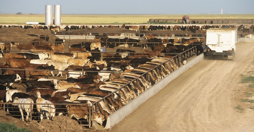 Cattle line up to eat at a feedlot 