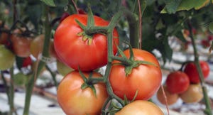 florida-tomato-greenhouse-a.jpg