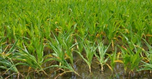 water logged cornfield