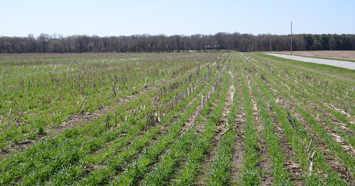 Terminating Cover Crops This Spring
