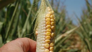 A tiny ear of corn with missing kernels due to drought stress