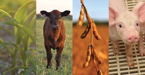 Corn, beef cow, soybean and pork commodities 