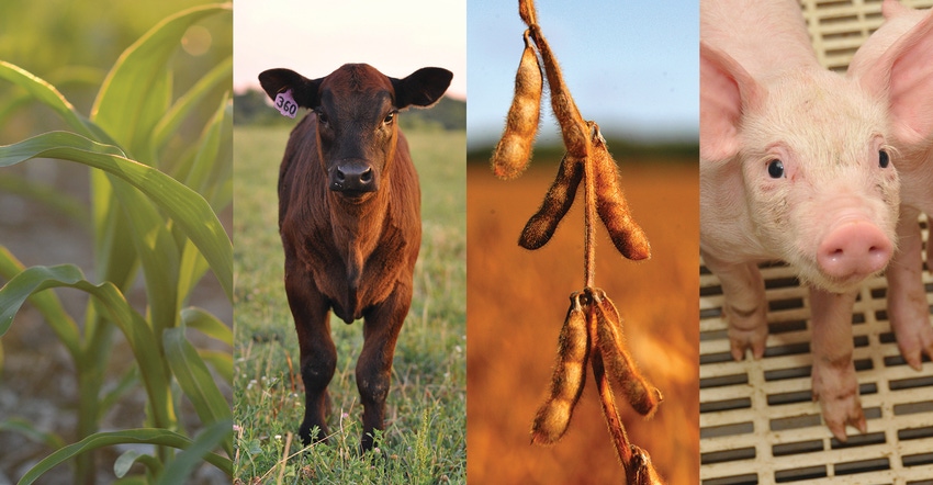 Corn, beef cow, soybean and pork commodities 