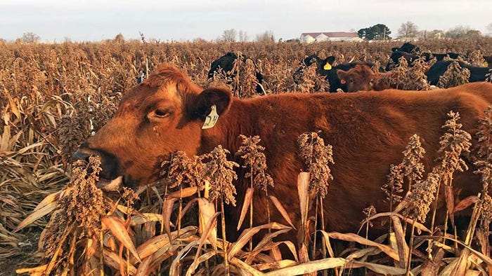 Courtesy of Rusty Lee - Cattle grazing in a field