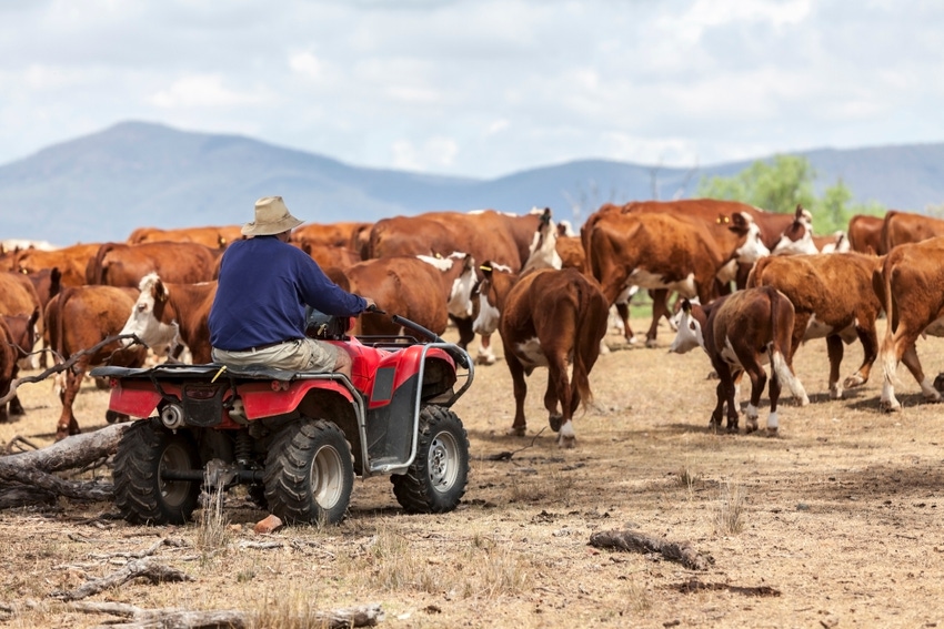 cow in drought2.jpg cow in drought2.jpg
