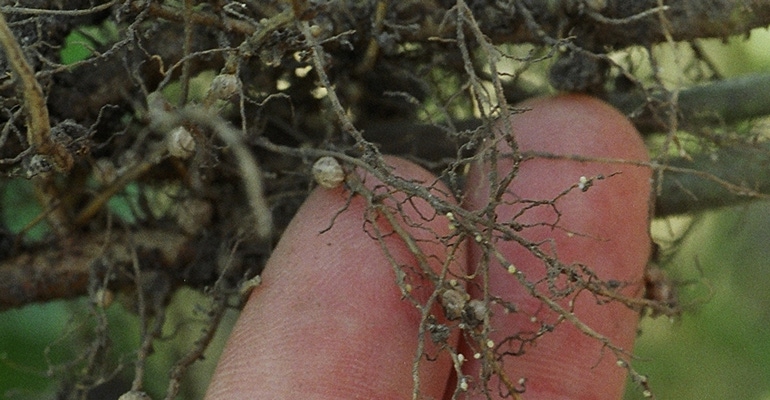 Soybean cyst nematode on soybeans