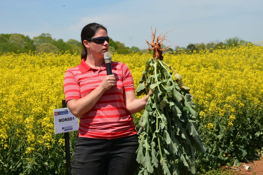 Canola_Angela_Posrt.jpg Canola_Angela_Posrt.jpg