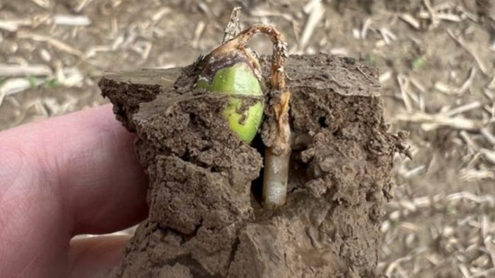 soybean seedling with residual herbicide damage
