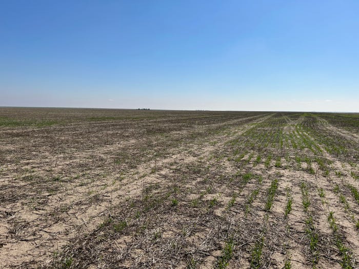 Field of sparce wheat during drought