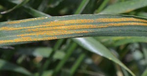 Stripe rust was recently identified in a grower's wheat field in Perkins County