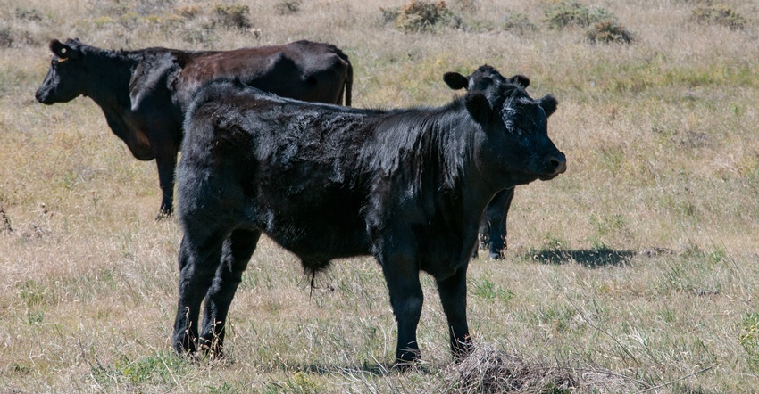 black angus bull and calves
