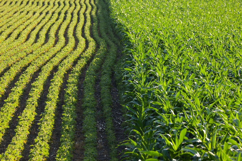 corn-soybeans-479625598.jpg corn-soybeans-479625598.jpg