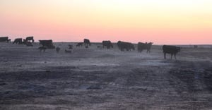 Cattle walk in the charred pastures in the aftermath of the Starbuck Fire 