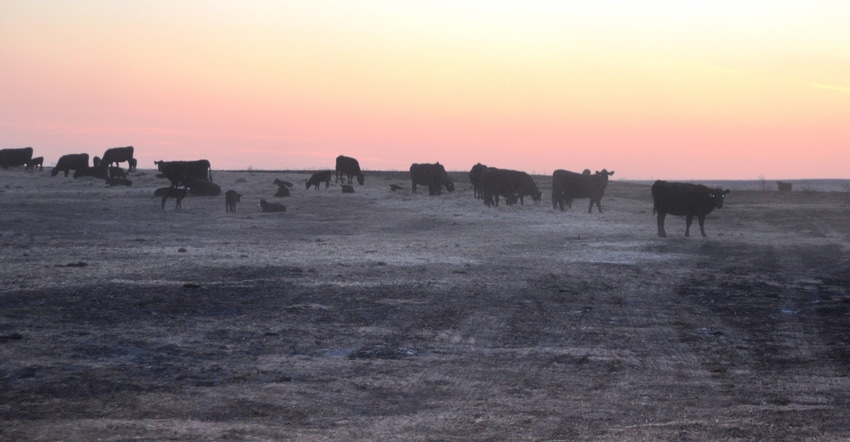Cattle walk in the charred pastures in the aftermath of the Starbuck Fire 