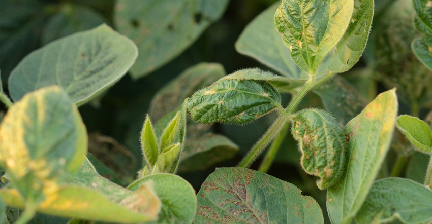 soybean plant with dicamba damage