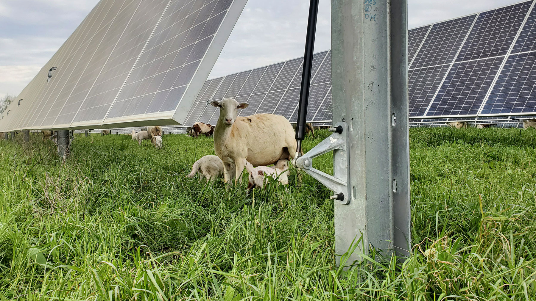 Can Solar Panels And Farms Coexist?