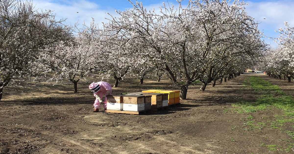 Almonds getting more expensive to grow, analysis shows