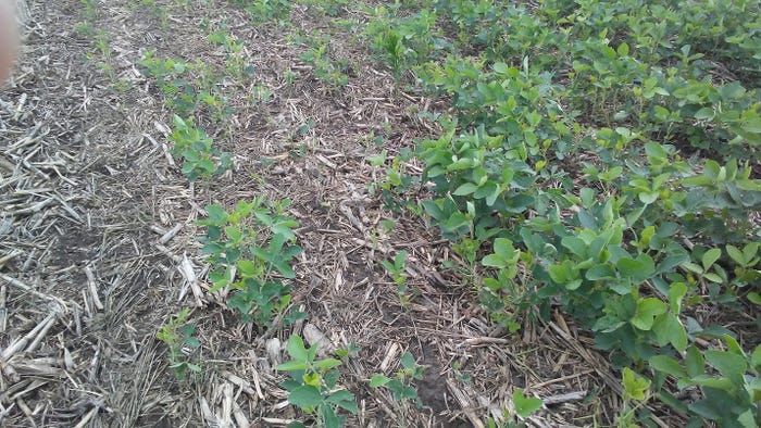 soybean planting issues