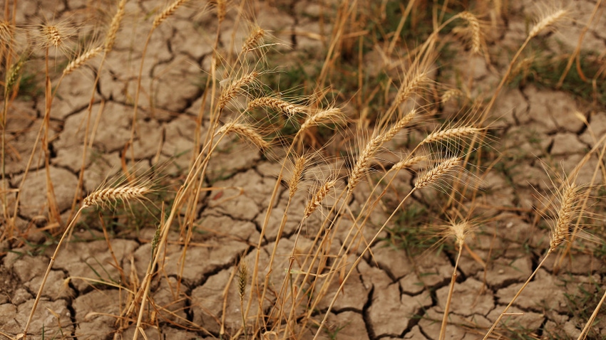Dry cracked soil in wheat field