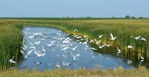 South Dakota wetland attracts many different birds