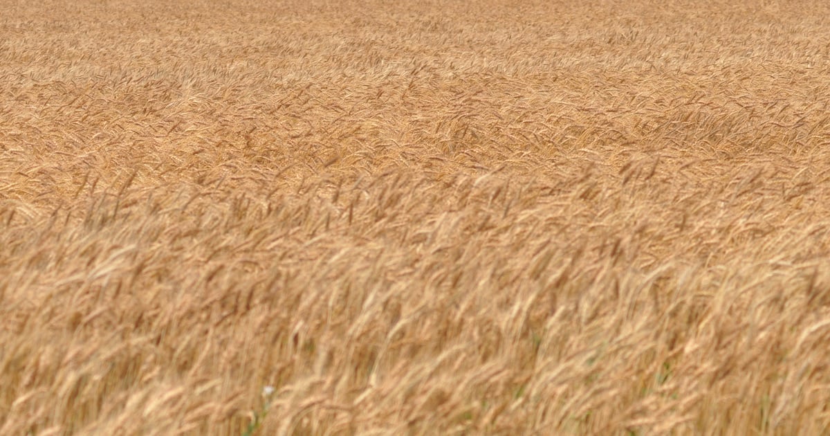 New AgriPro winter wheat variety honors Bob Dole