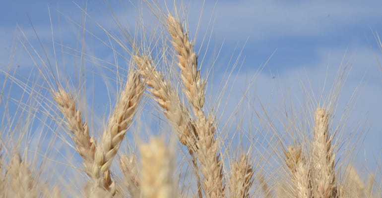 wheat against blue sky