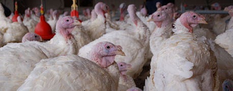 deadly_bird_flu_outbreak_strikes_iowa_turkey_farm_1_635646942364112000.jpg