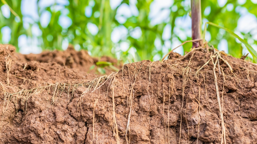 Roots in soil of young corn plants