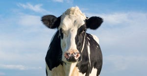 A close up of a Holstein cow with a blue sky in the background