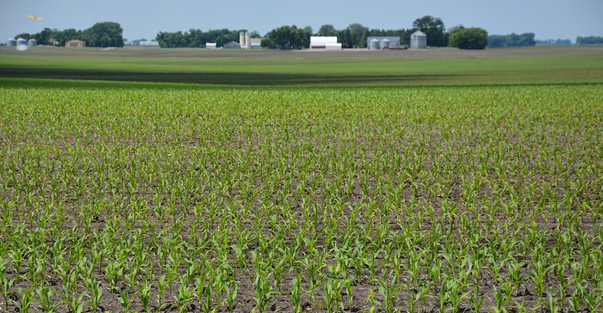 young corn field